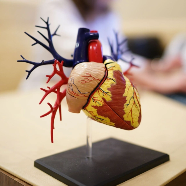 Могут ли ЛОР-болезни влиять на сердце?